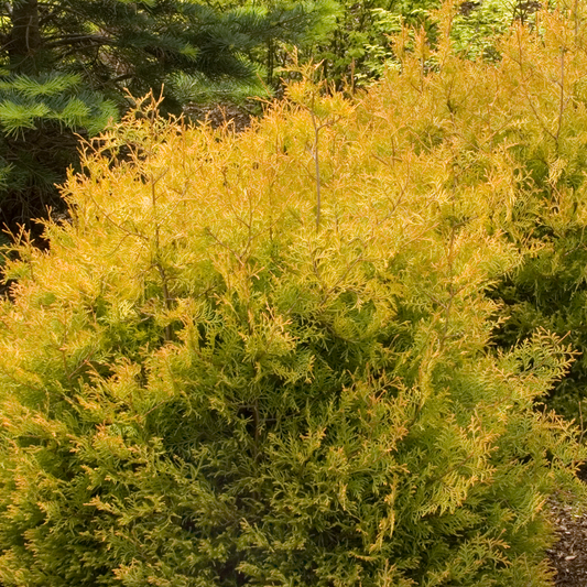 Thuja Rheingold (9cm)