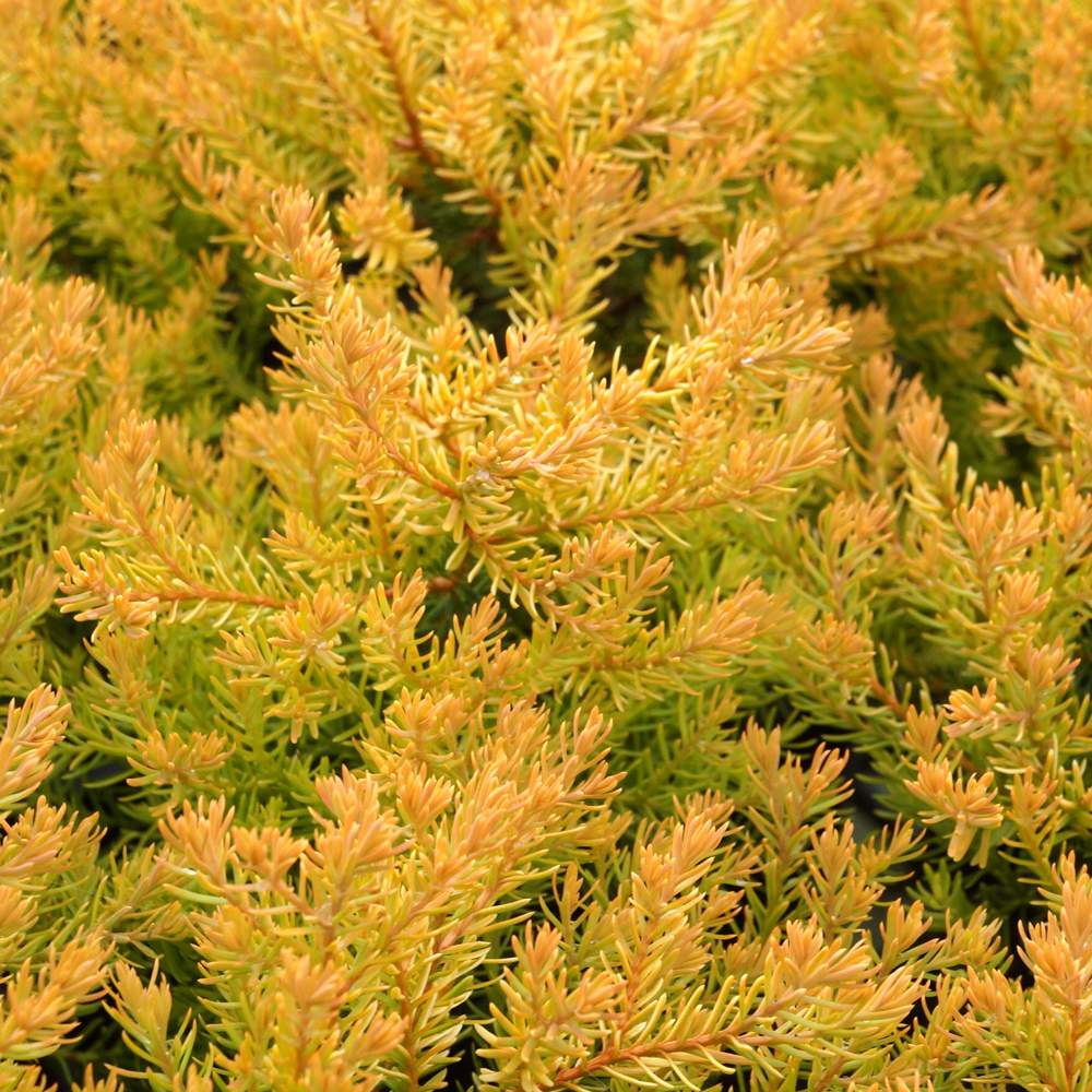 Thuja Rheingold (9cm)