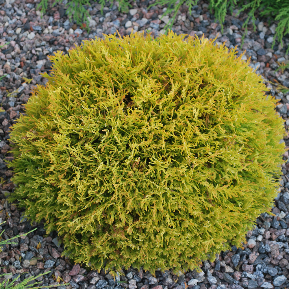 Thuja Rheingold (9cm)