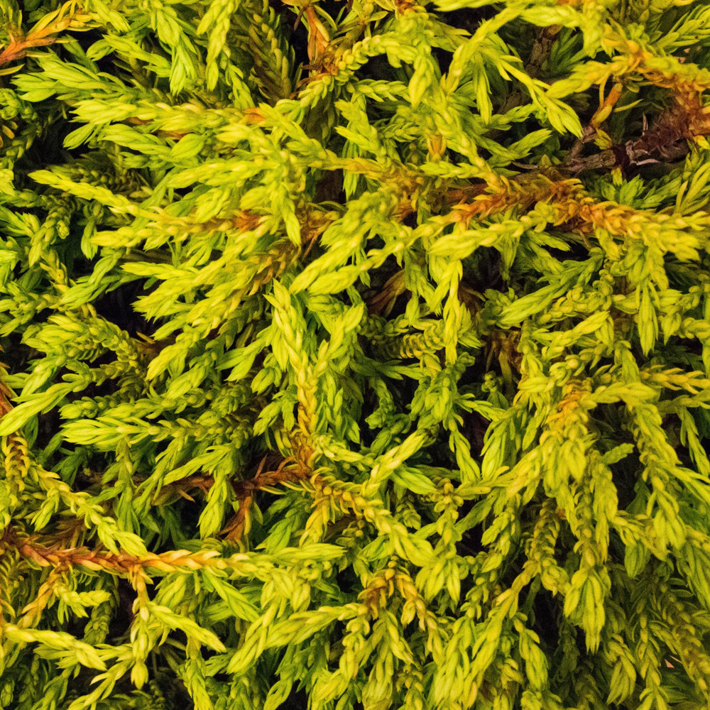 Thuja Rheingold (9cm)
