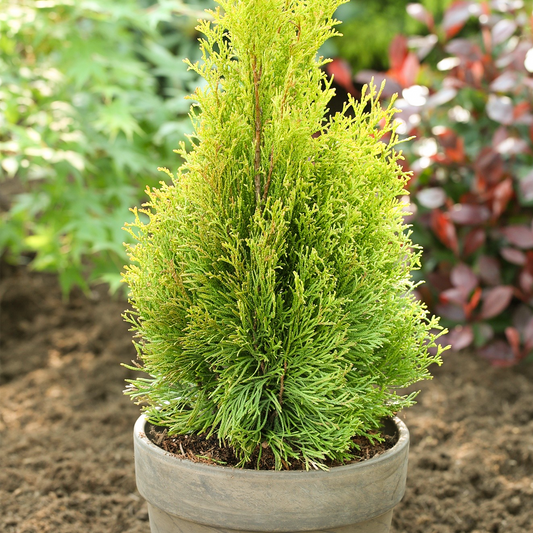 Thuja Smaragd (9cm)