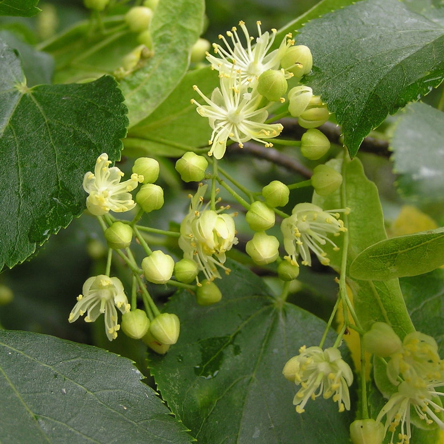 Tilia cordata (10L, 5-6ft)