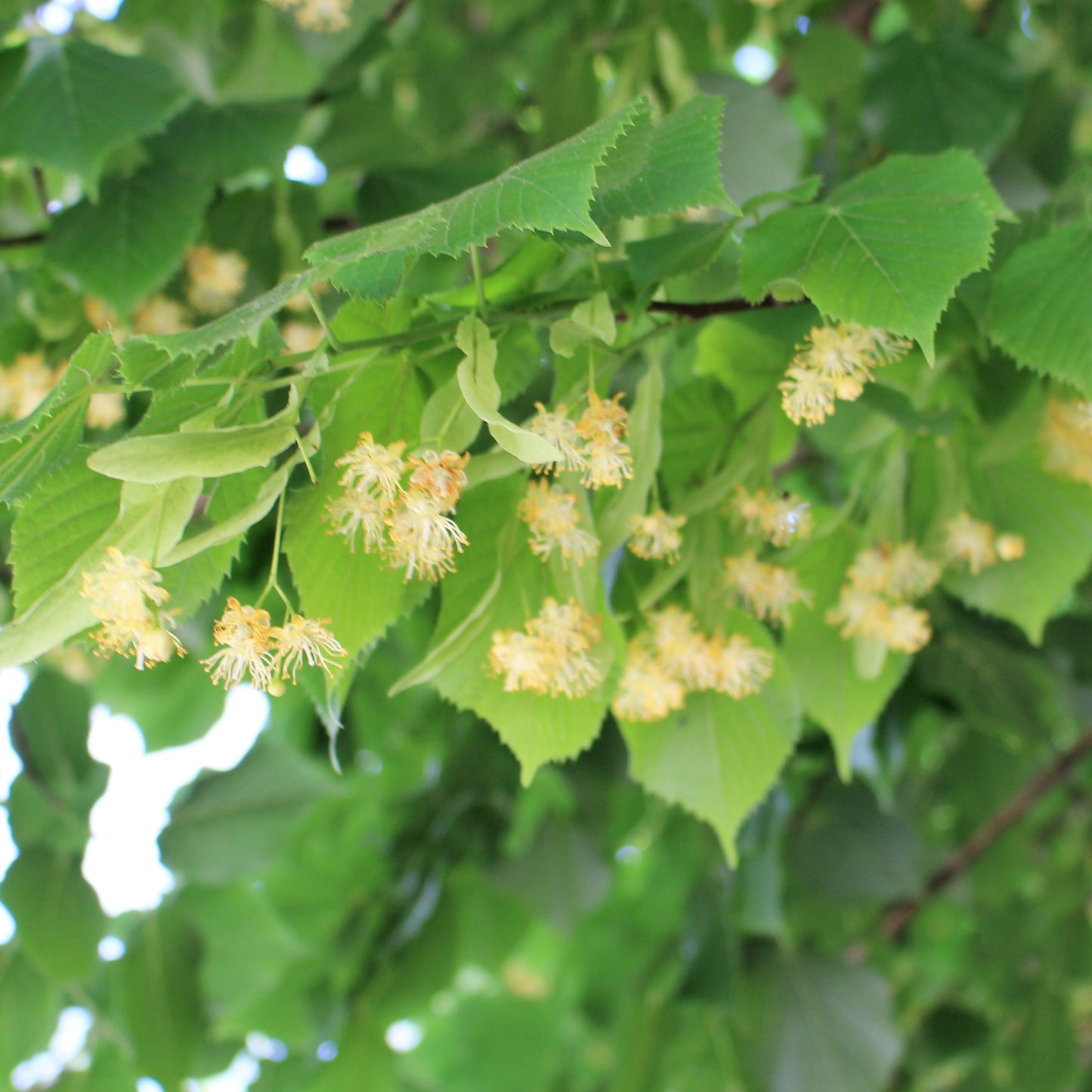 Tilia cordata (10L, 5-6ft)