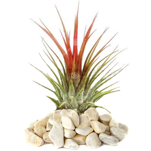 Tillandsia ionantha Red