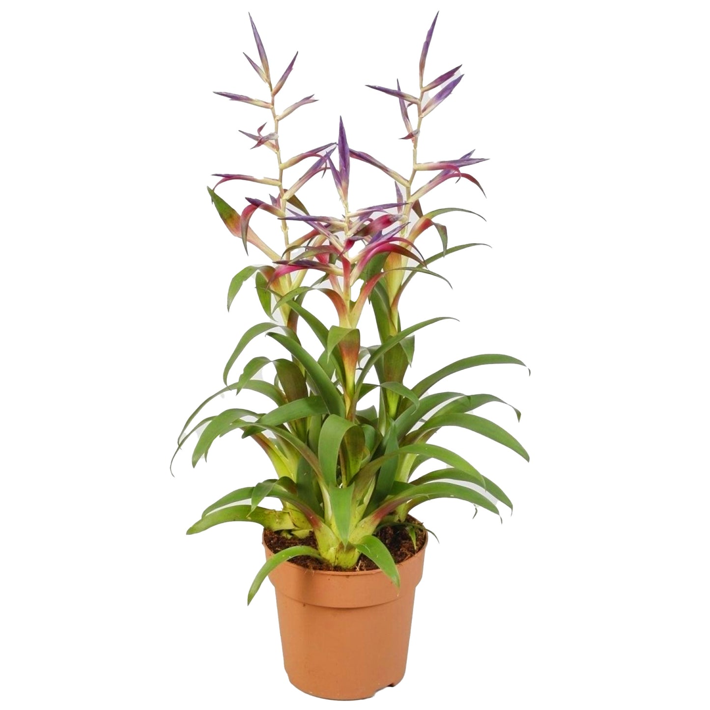 Tillandsia leiboldiana Mora