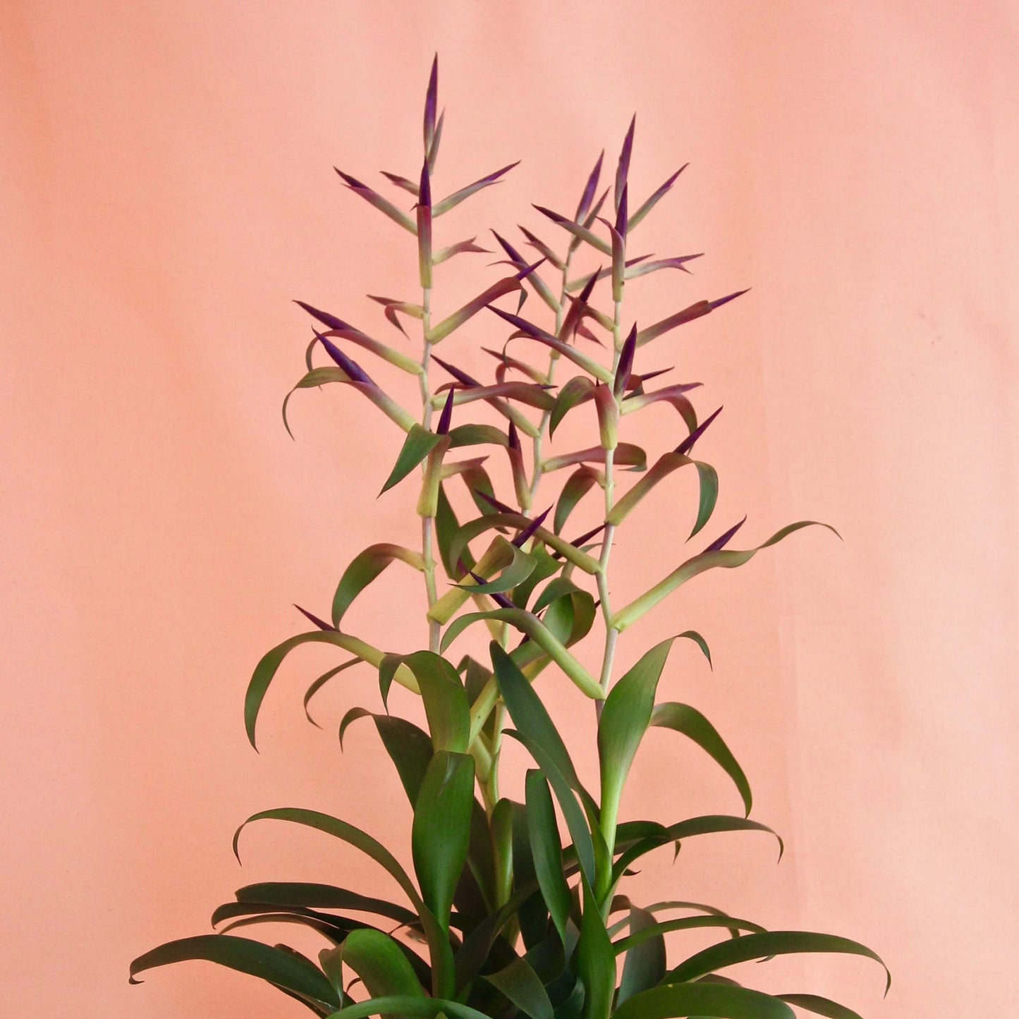 Tillandsia leiboldiana Mora