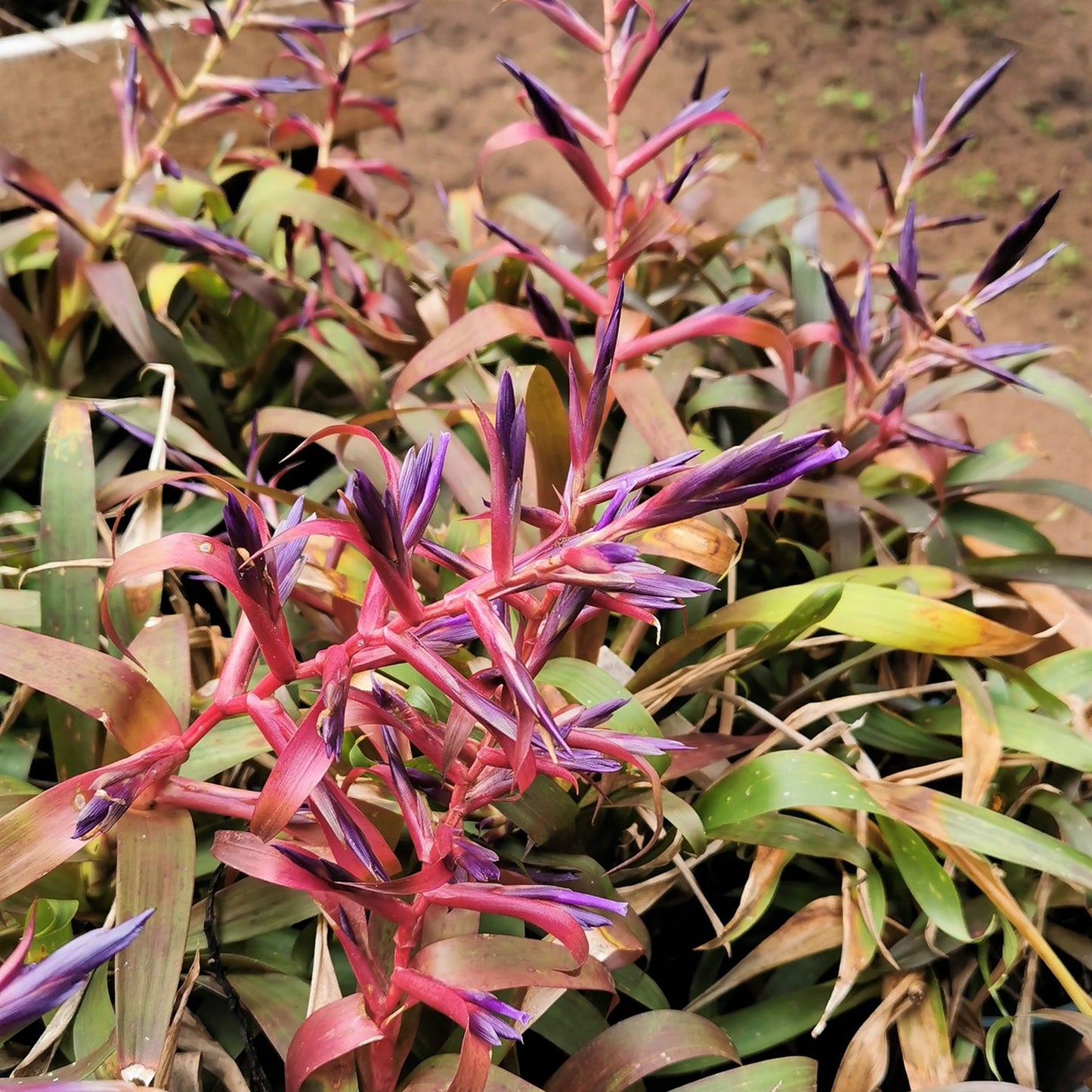 Tillandsia leiboldiana Mora