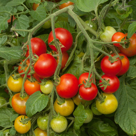 Tomatoes Red Cherry