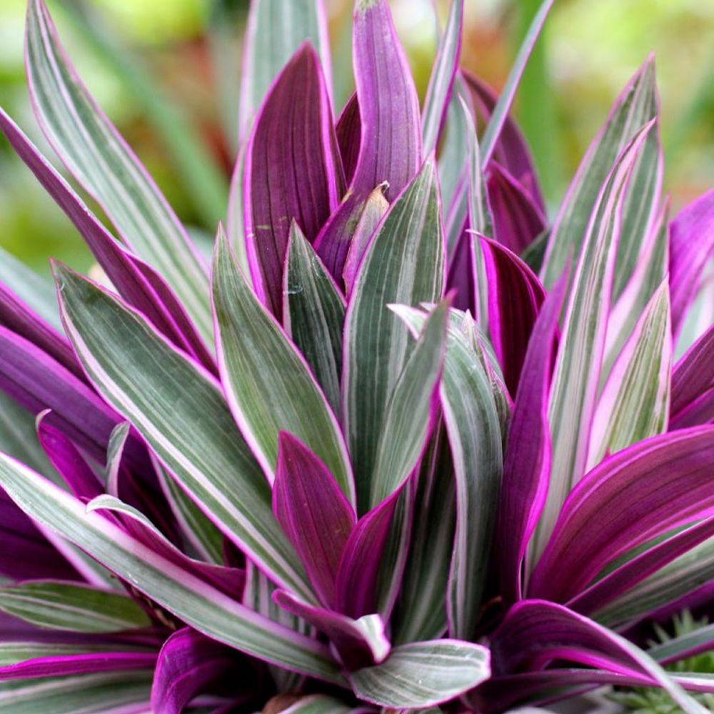 Tradescantia Sitara (12cm)