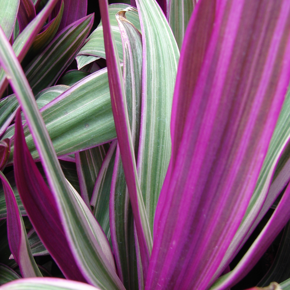 Tradescantia Sitara (12cm)