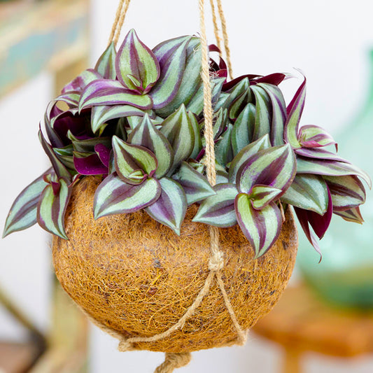 Tradescantia Zebrina (12cm) V1