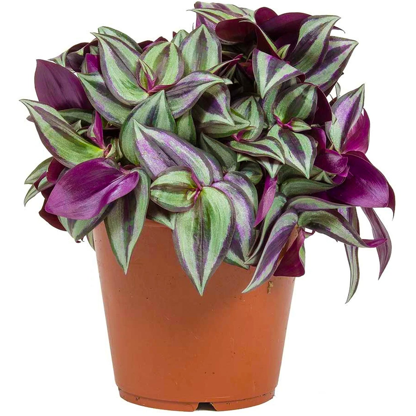 Tradescantia Zebrina (12cm) V2
