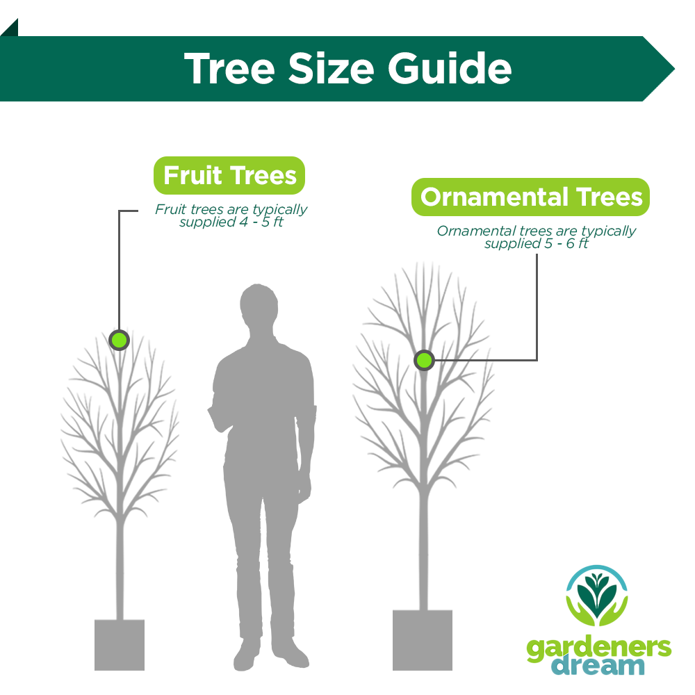 Malus John Downie Tree (12L, 5-6ft)