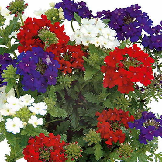 Basket Plants - Trio Colore Verbena (13cm)