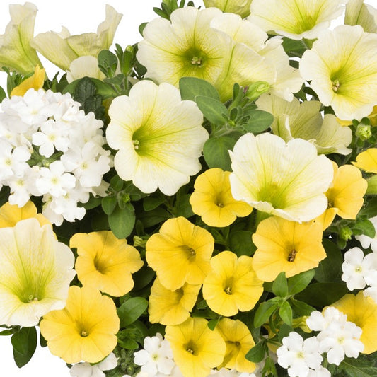 Basket Plants - Trio Sunshine (13cm)