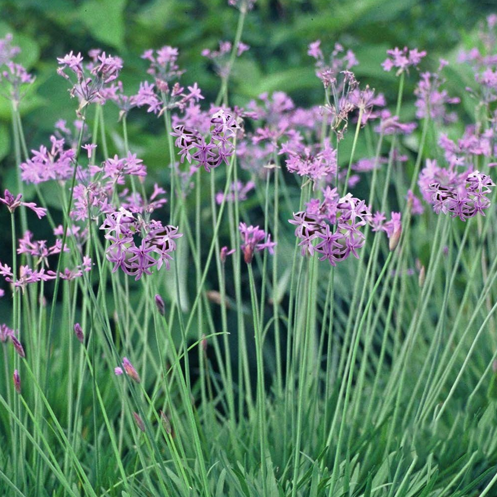 Tulbaghia Variegata (9cm)