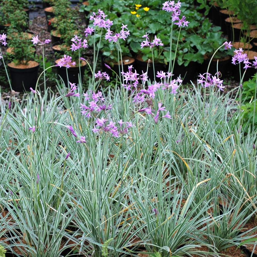 Tulbaghia Variegata (9cm)