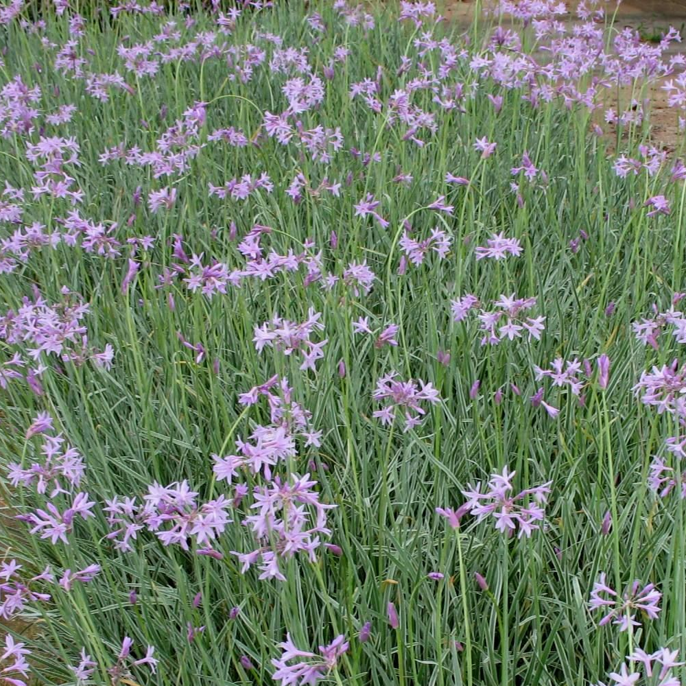 Tulbaghia Variegata (9cm)