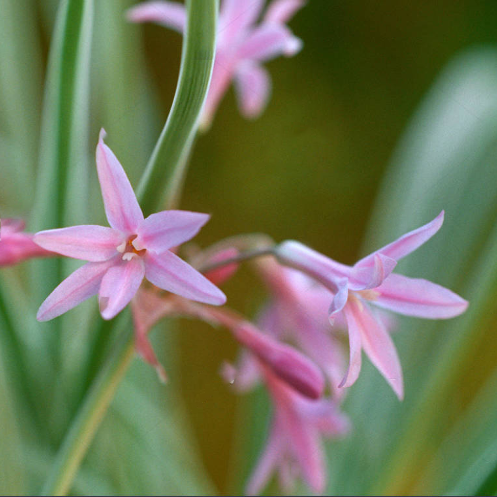 Tulbaghia Variegata (9cm)