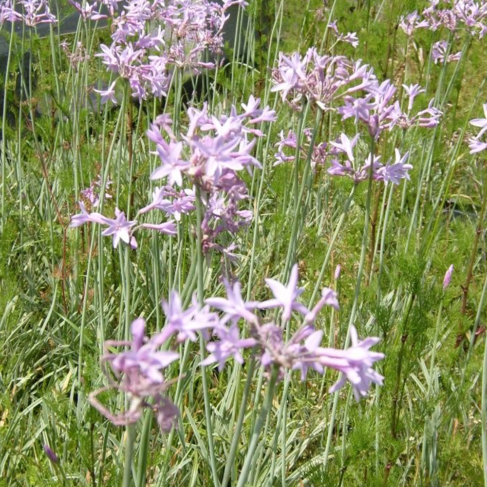 Tulbaghia Variegata (9cm)