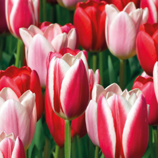 Combination - Tulip Darwin Hybrid Delight Mix (Pack of 15)
