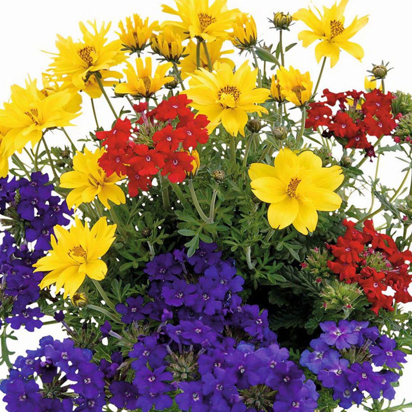 Basket Plants - Trio Tweety Pop (13cm)