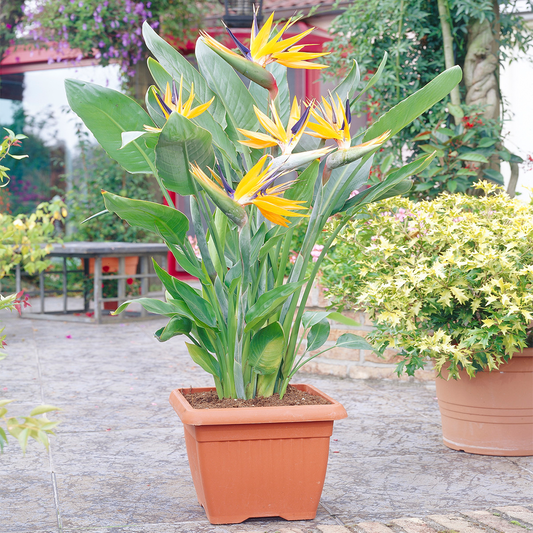 Strelitzia (12cm, V1)