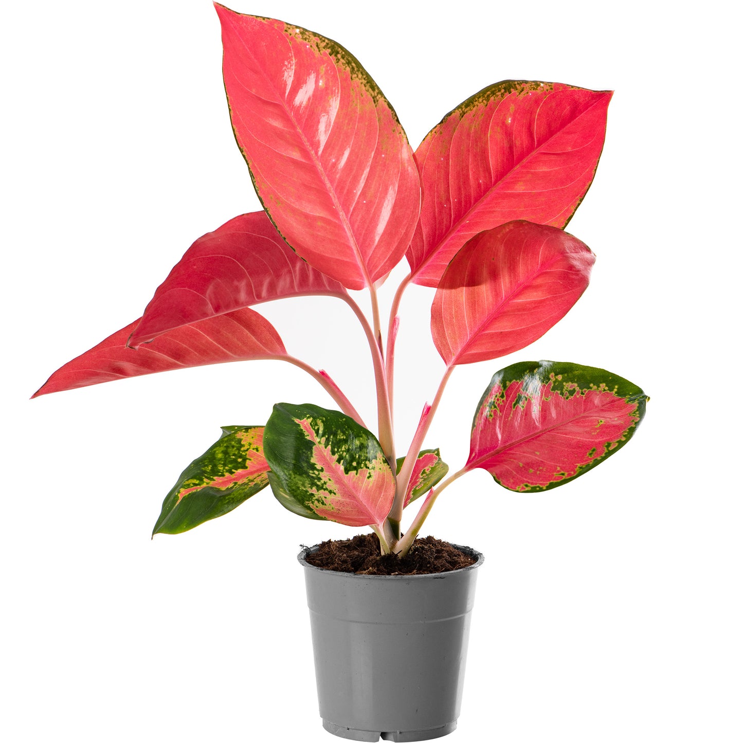 Tropical Indoor Mix (Agalonema, Oxalis, Triostar 12cm)