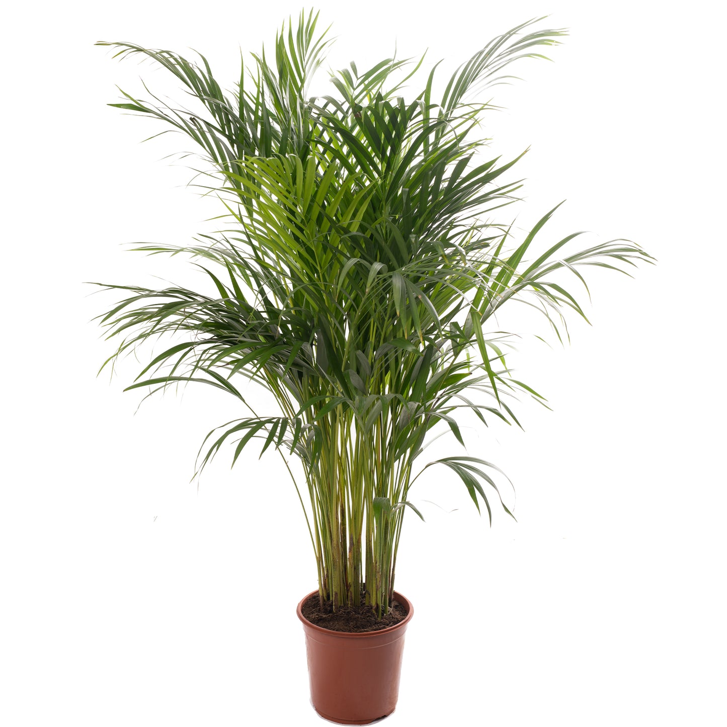 Areca Palm