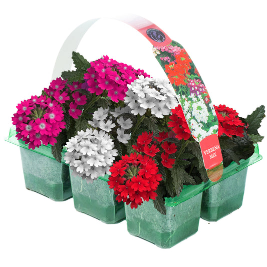 Basket Plants - Verbena Upright Mixed Variety (6 Pack)