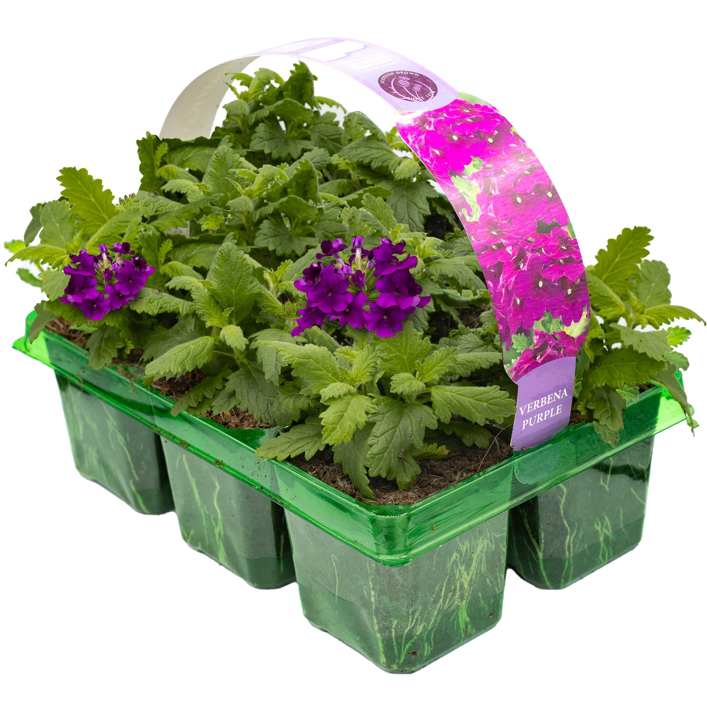 Basket Plants - Verbena Purple Velvet (6 Pack)