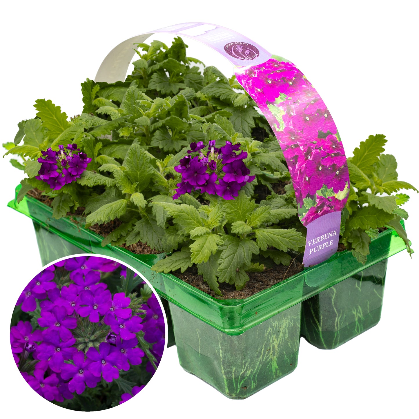 Basket Plants - Verbena Purple Velvet (6 Pack)