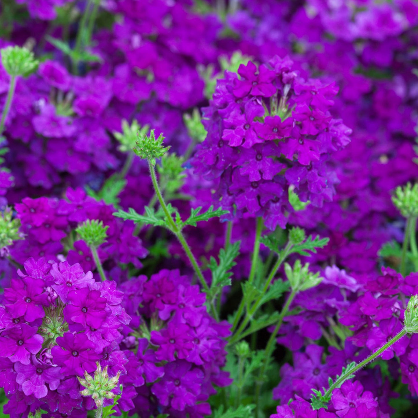 Basket Plants - Verbena Purple Velvet (6 Pack)