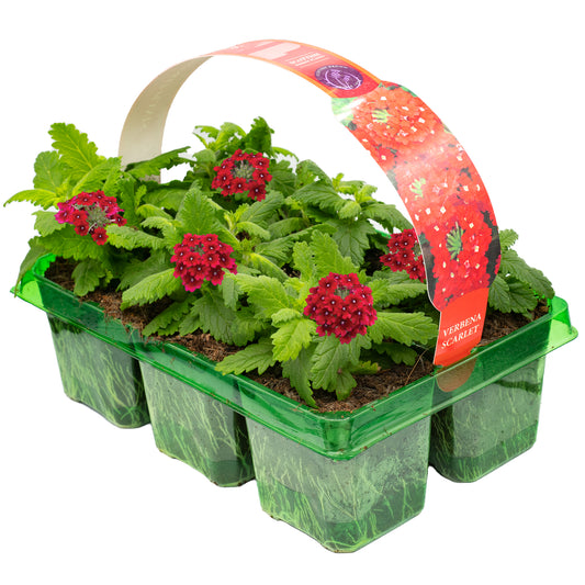 Basket Plants - Verbena Scarlet Red (6 Pack)