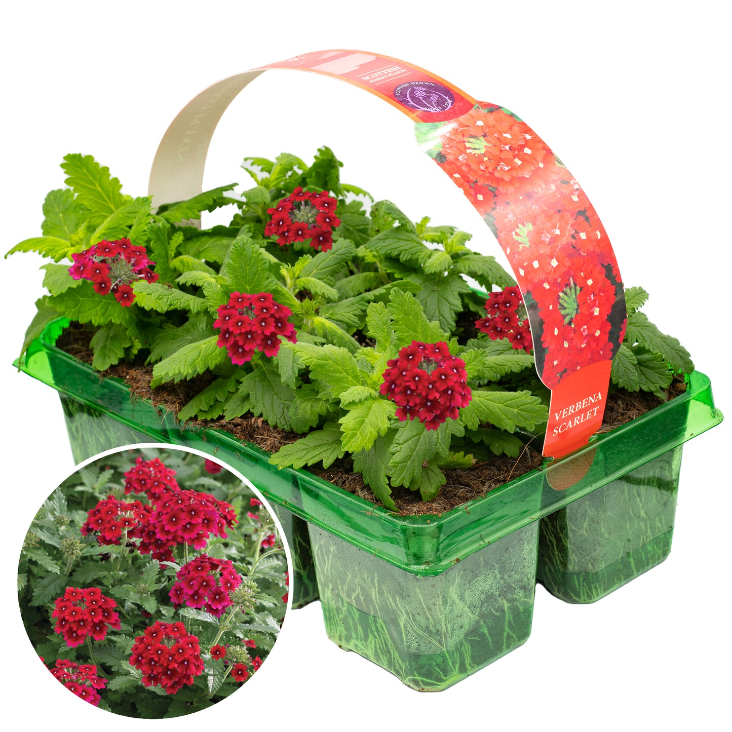 Basket Plants - Verbena Scarlet Red (6 Pack)