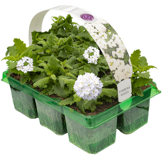 Basket Plants - Verbena White (6 Pack)