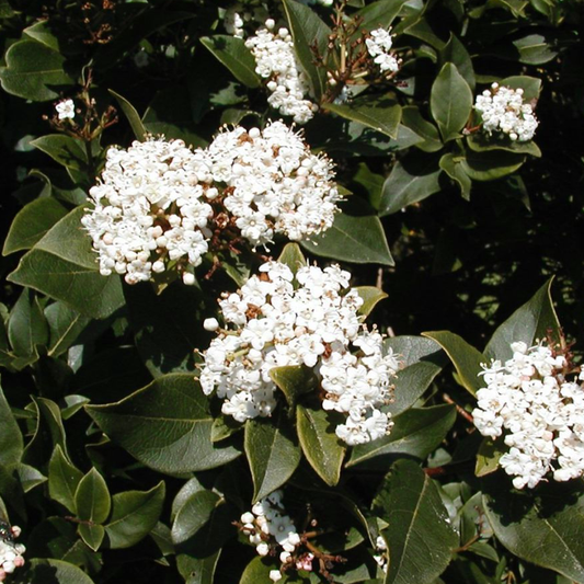 Viburnum French White (9cm)