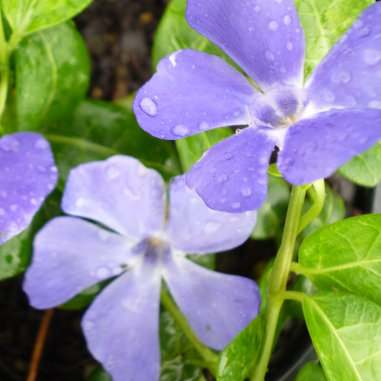 Vinca Bowles (9cm)