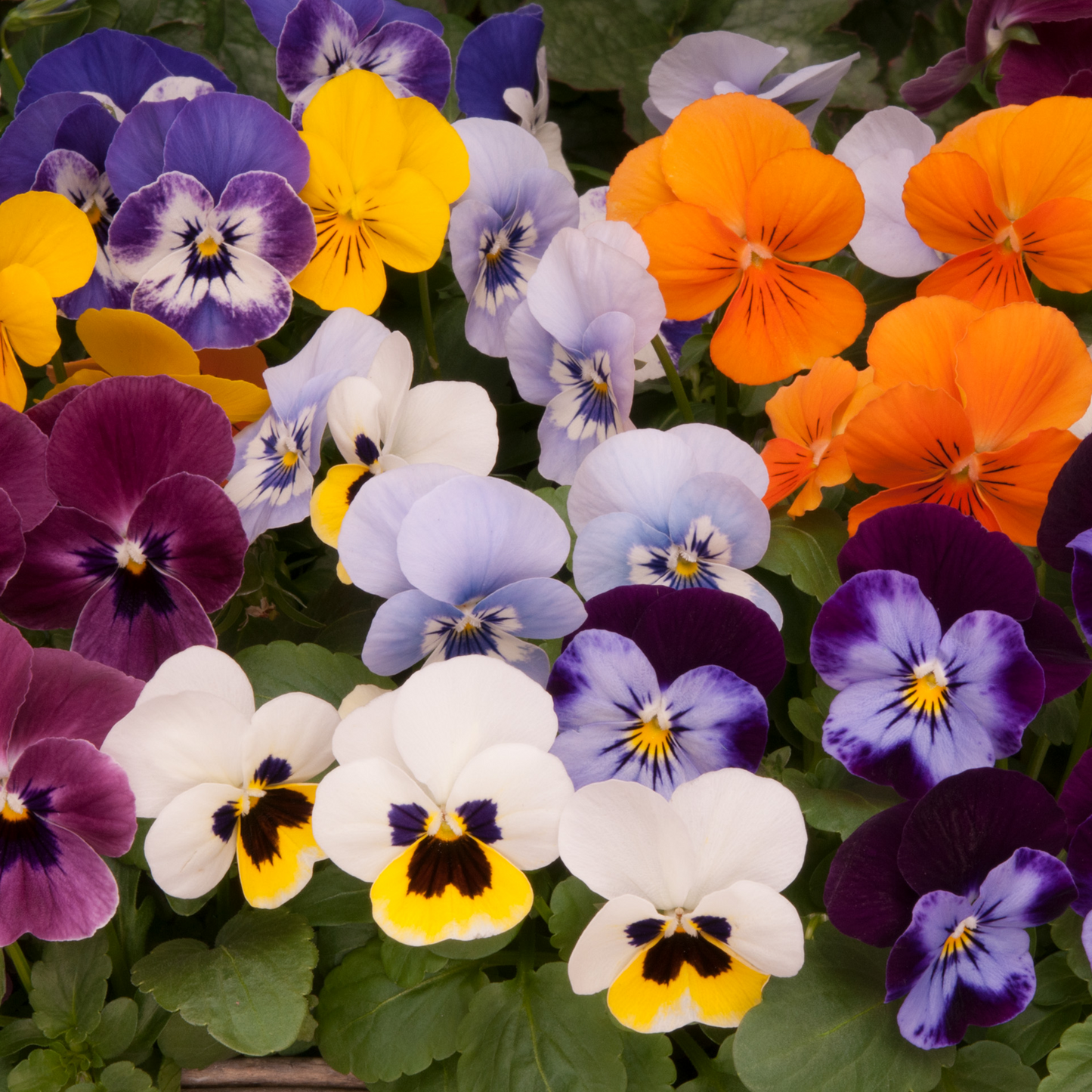 Bedding Plants - Viola Autumn Mix (Carry Ten Pack)