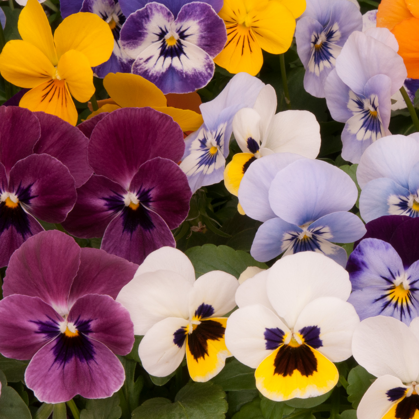 Bedding Plants - Viola Autumn Mix (Carry Ten Pack)