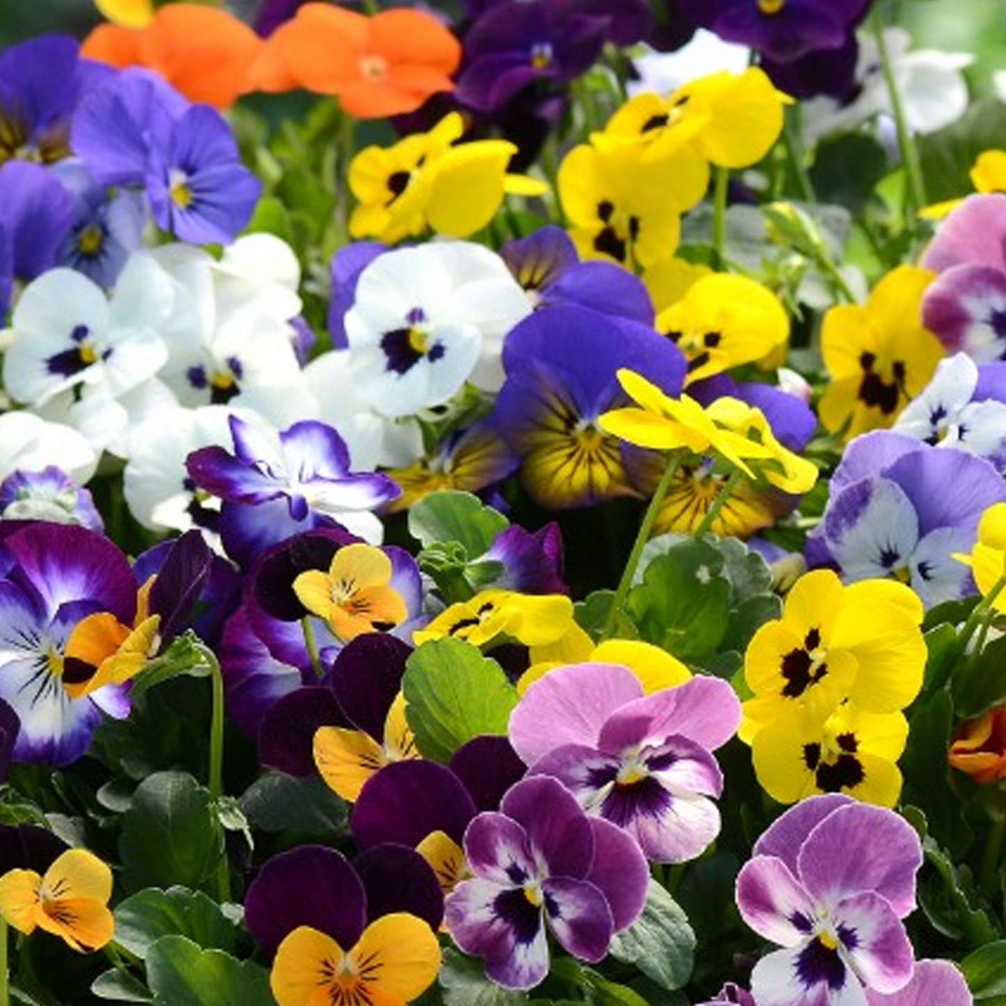 Bedding Plants - Viola Autumn Mix (Carry Ten Pack)