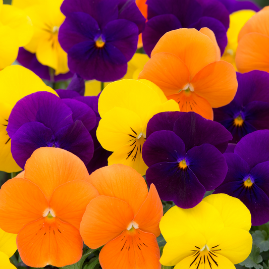 Bedding Plants - Viola Harvest Mix (Carry Ten Pack)