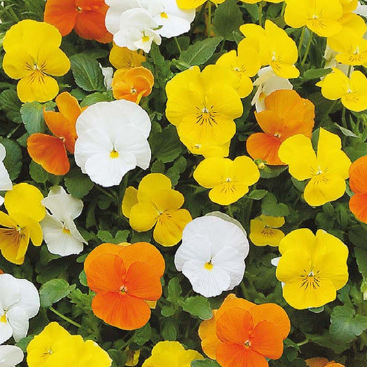 Bedding Plants - Viola Citrus Mix (Carry Ten Pack)