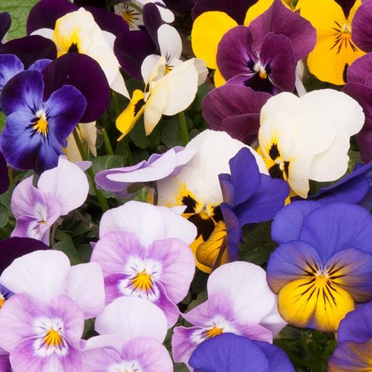 Bedding Plants - Viola Spring Mix (Carry Ten Pack)