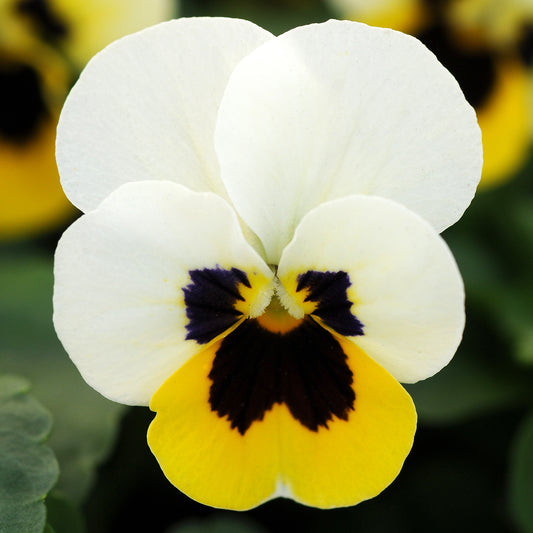 Bedding Plants - Viola Lemon Ice Blotch (10 Pack)