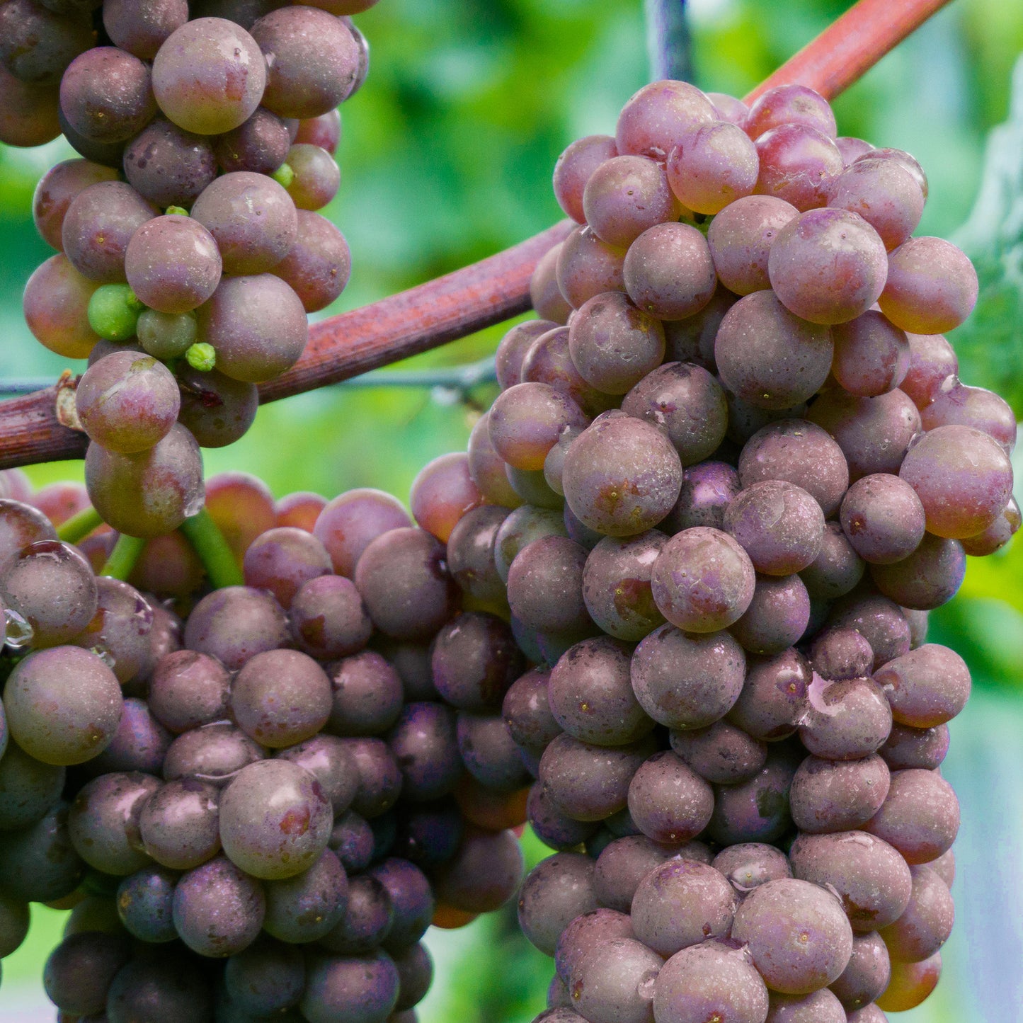 Grape - Vitis Generosa