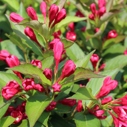 Weigela All Summer Red (9cm)