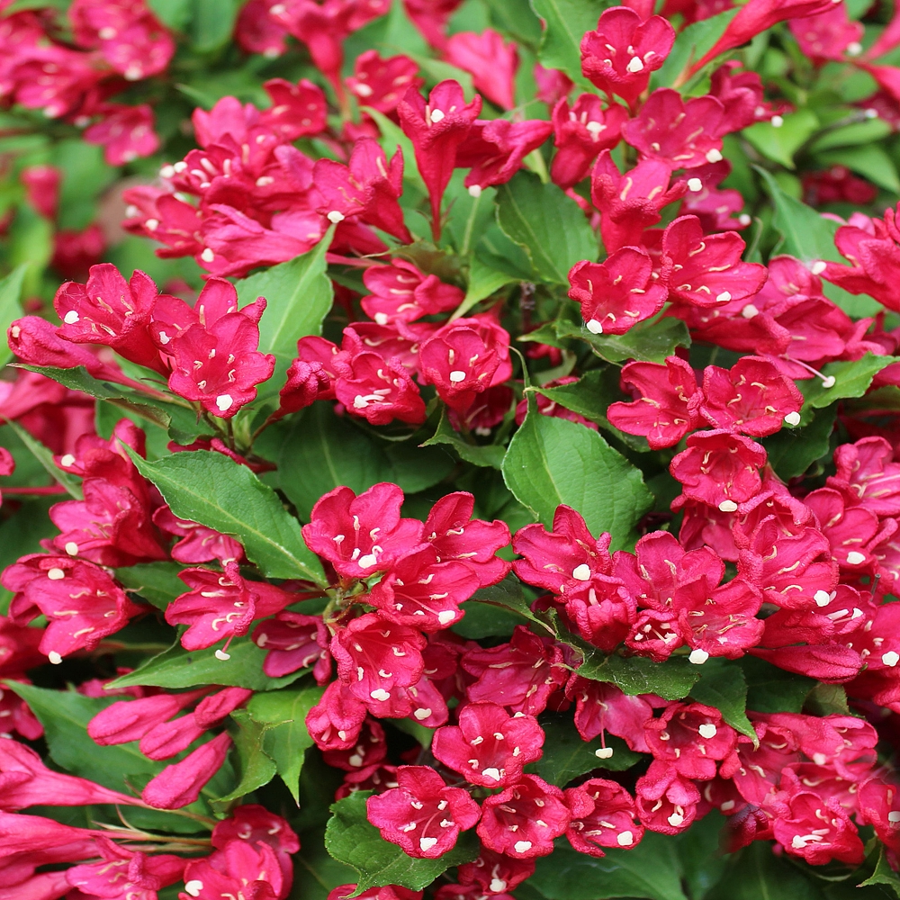 Weigela All Summer Red (9cm)