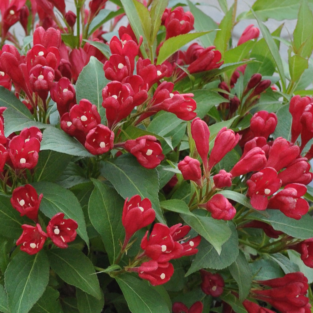 Weigela All Summer Red (9cm)