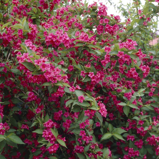 Weigela Bristol Ruby (9cm)